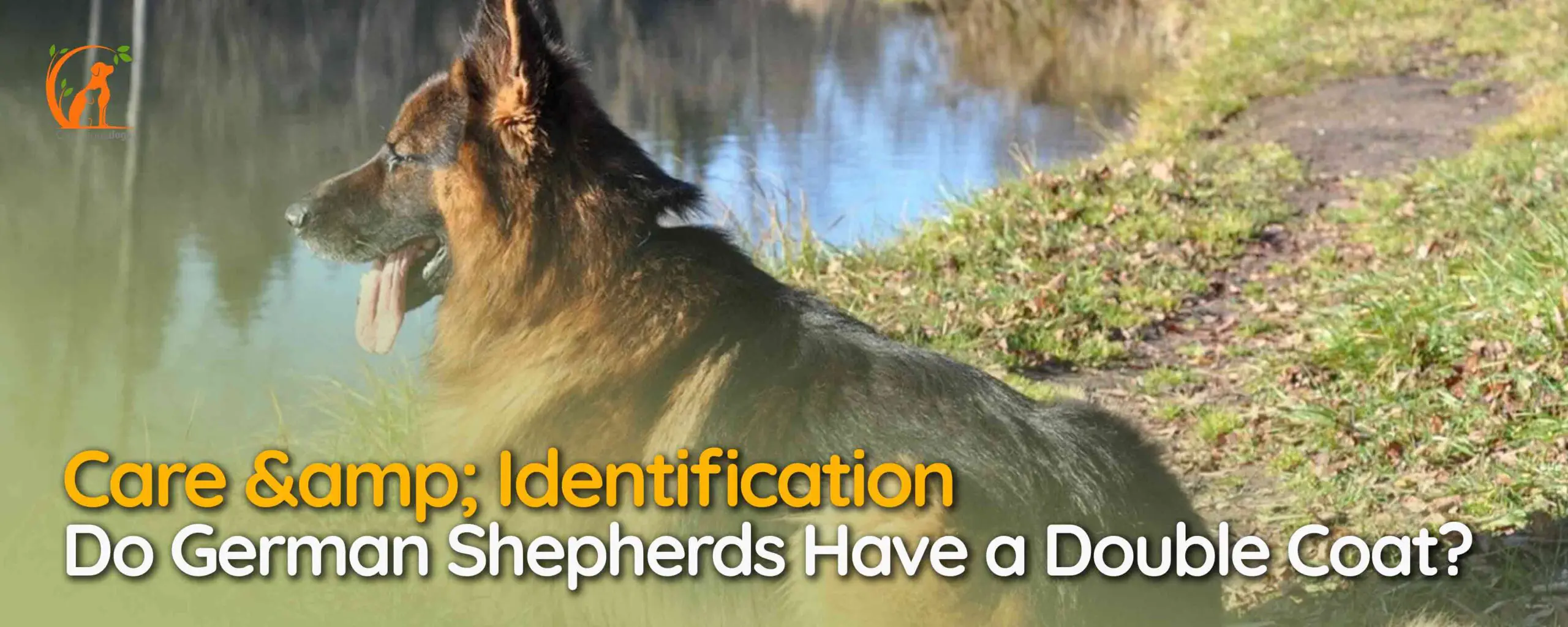 Do German Shepherds Have a Double Coat