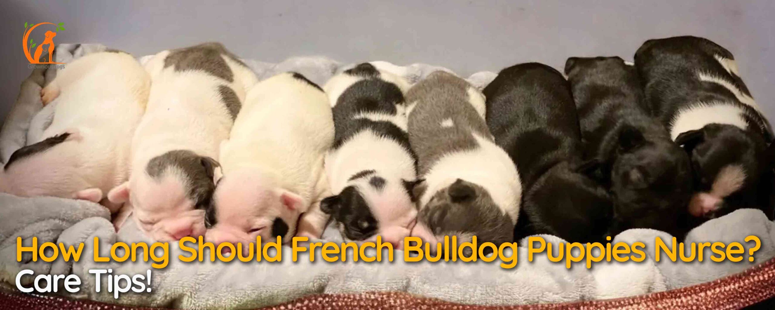 How Long Should French Bulldog Puppies Nurse? Care Tips!