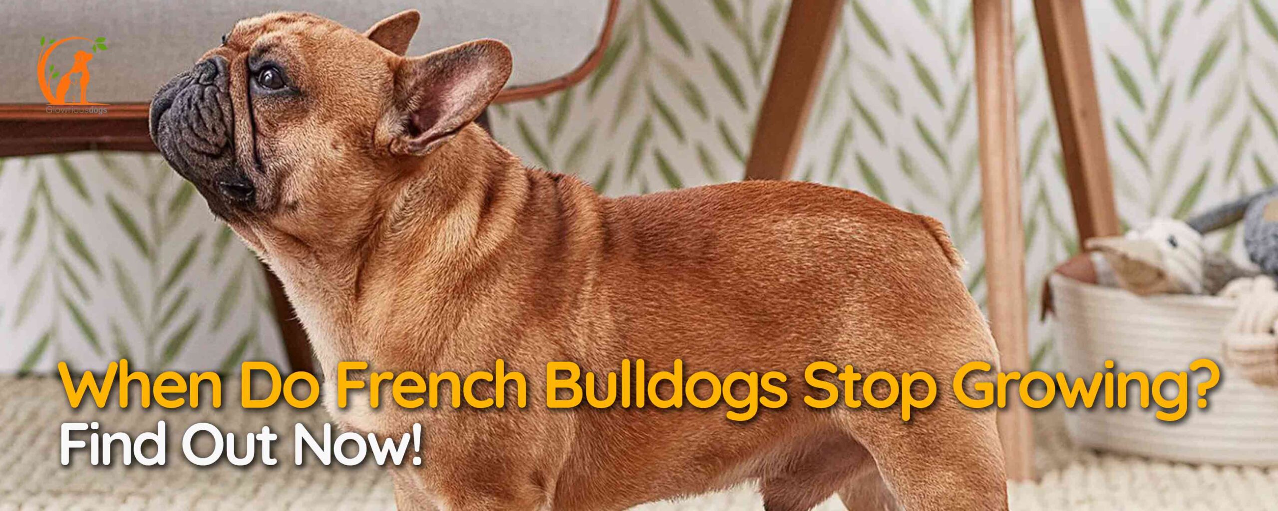 When Do French Bulldogs Stop Growing? Find Out Now!