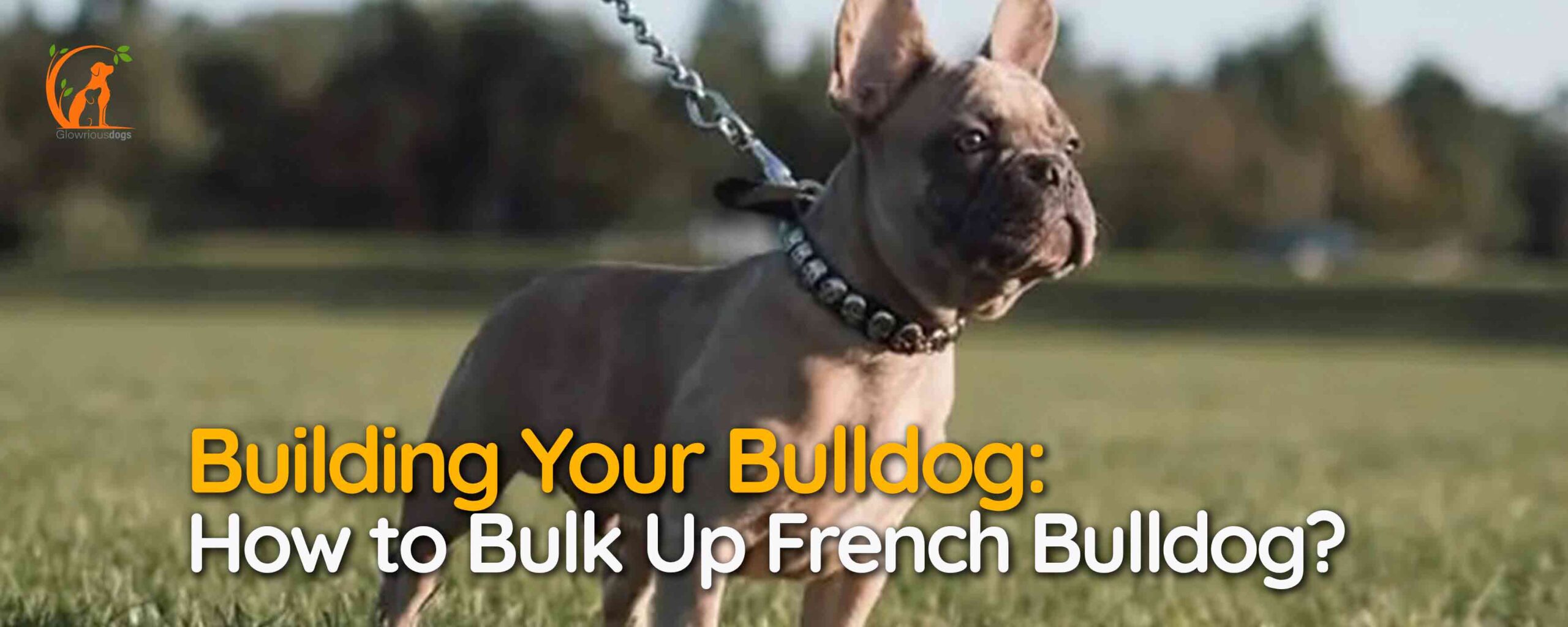 Building Your Bulldog: How to Bulk Up French Bulldog?