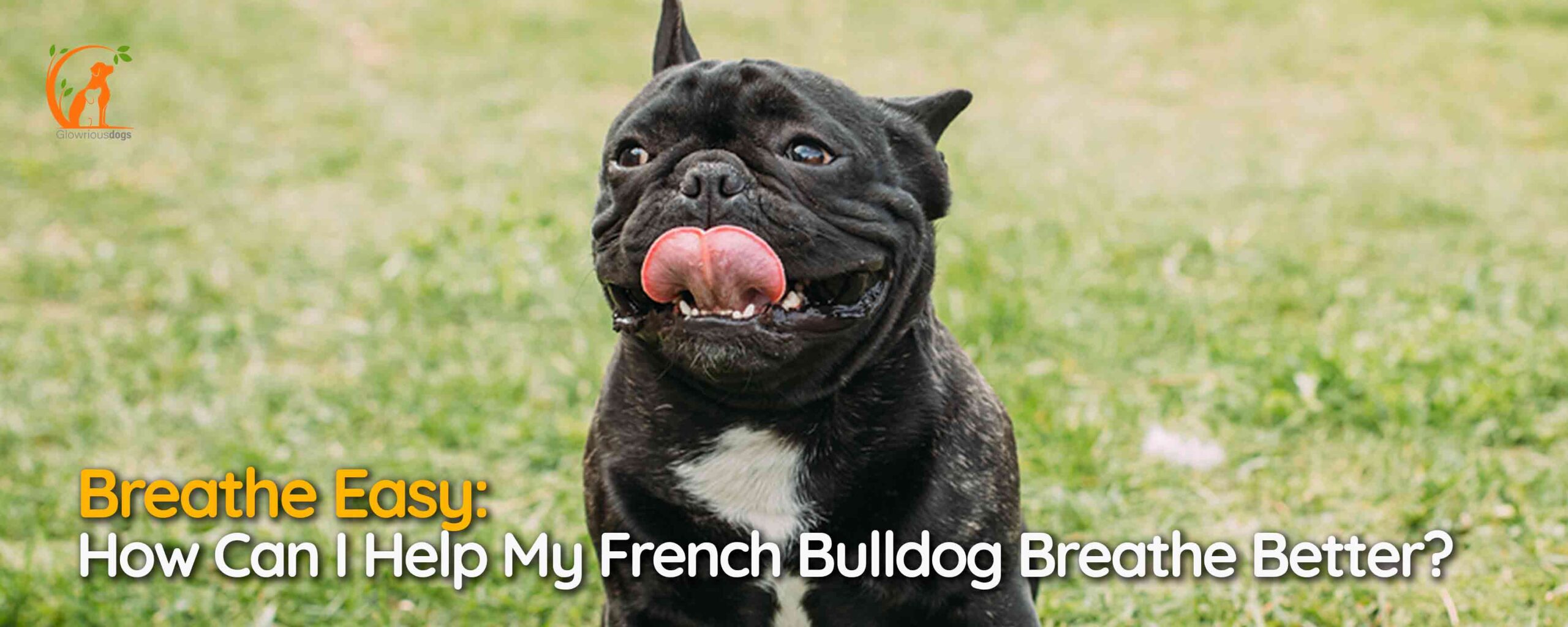 Breathe Easy: How Can I Help My French Bulldog Breathe Better?