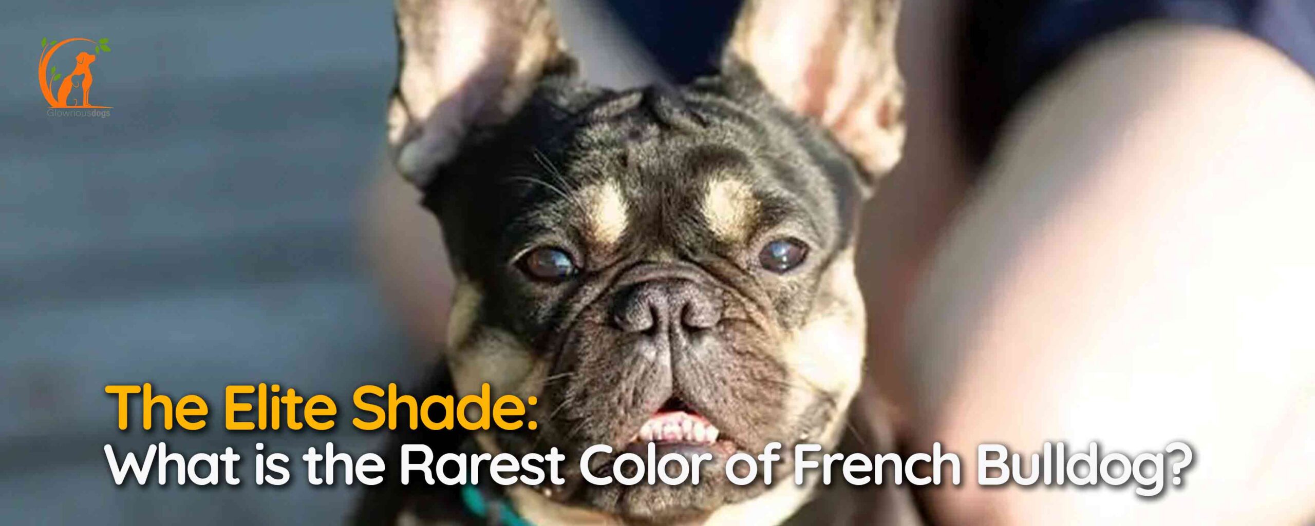The Elite Shade: What is the Rarest Color of French Bulldog?