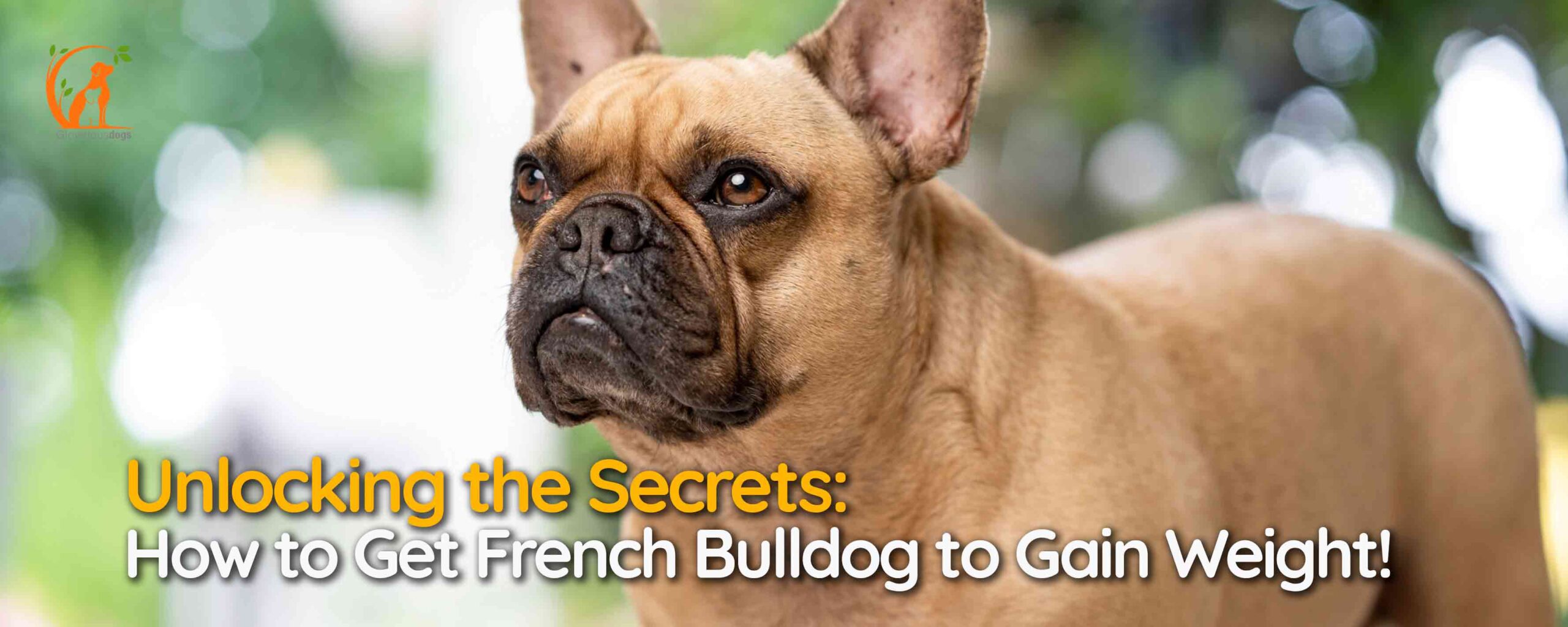 Unlocking the Secrets: How to Get French Bulldog to Gain Weight!