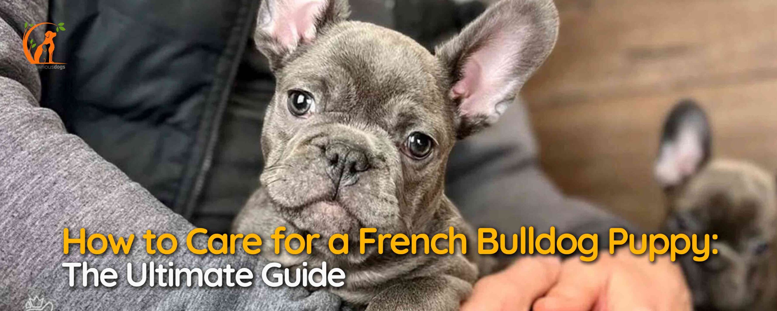 How to Care for a French Bulldog Puppy: The Ultimate Guide