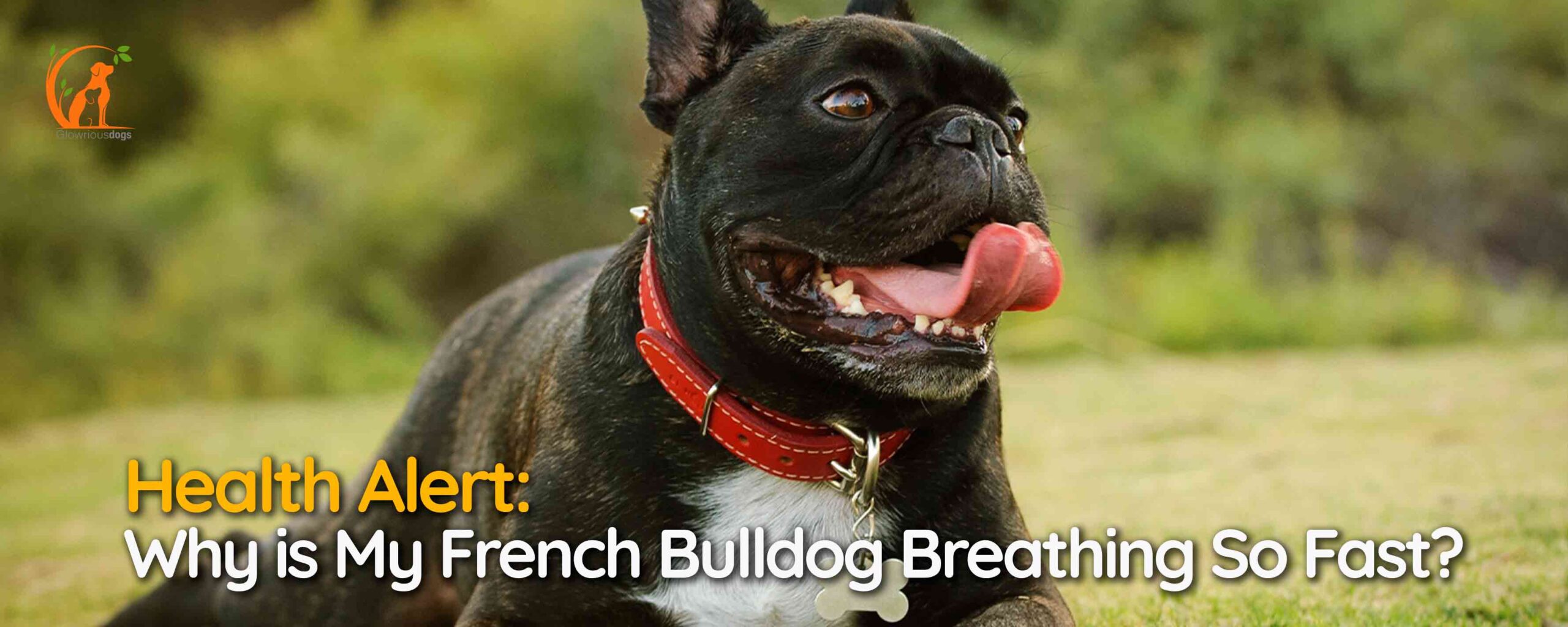 Health Alert: Why is My French Bulldog Breathing So Fast?