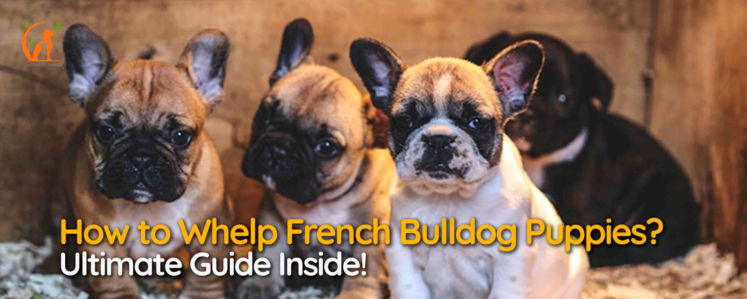 How to Whelp French Bulldog Puppies? Ultimate Guide Inside!