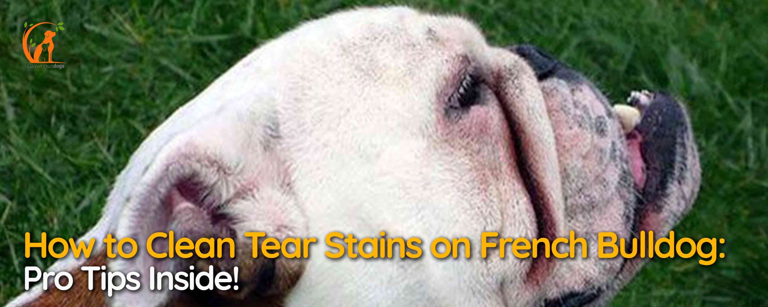 How to Clean Tear Stains on French Bulldog: Pro Tips Inside!