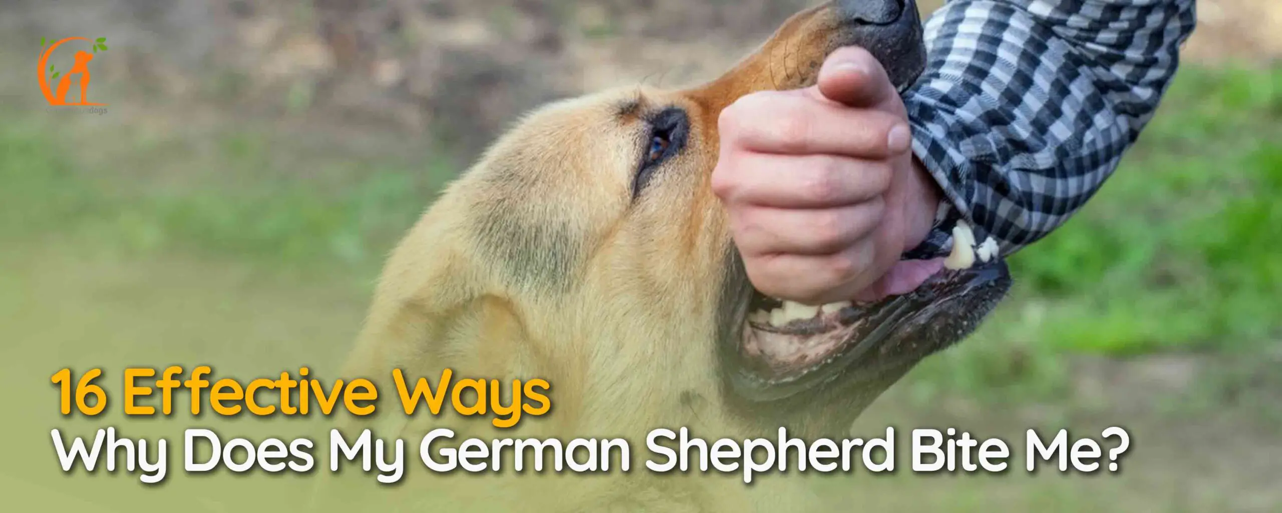 Why Does My German Shepherd Bite Me