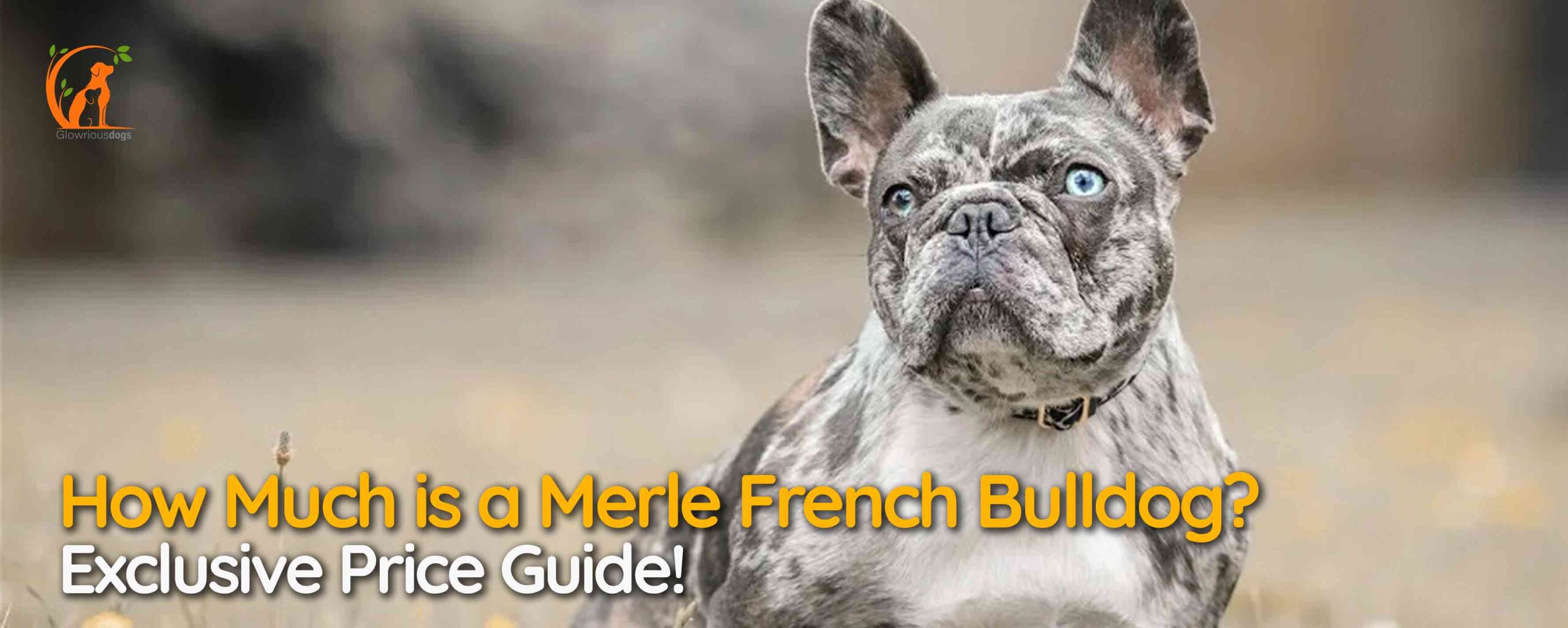 How Much is a Merle French Bulldog? Exclusive Price Guide!