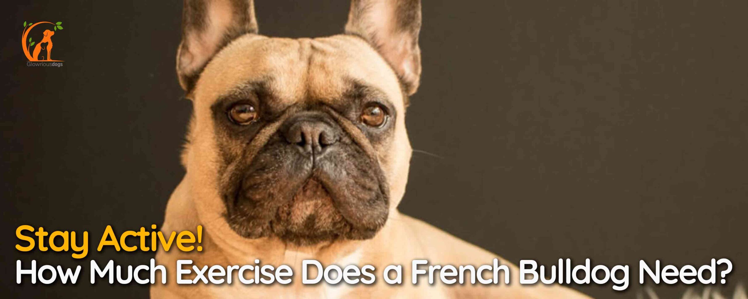 Stay Active! How Much Exercise Does a French Bulldog Need?