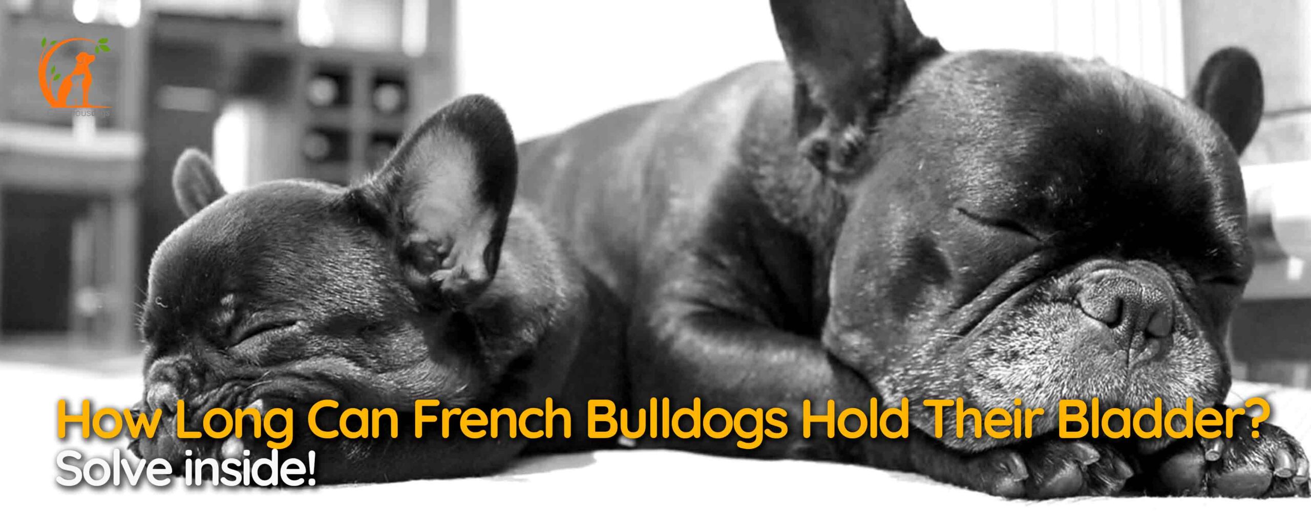 How Long Can French Bulldogs Hold Their Bladder? Solve inside!