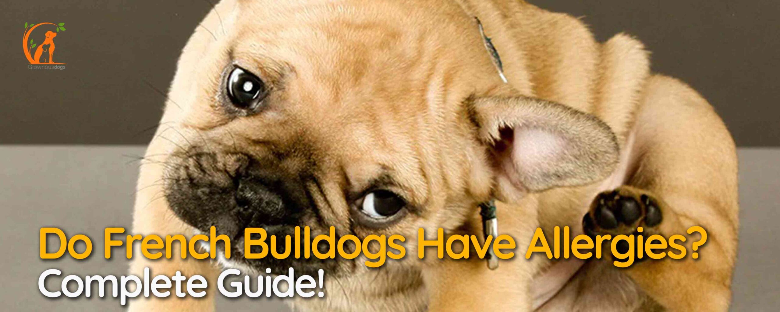 Do French Bulldogs Have Allergies? Complete Guide!