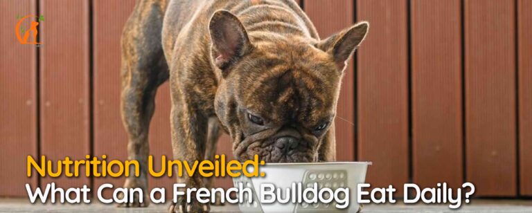 Nutrition Unveiled: What Can a French Bulldog Eat Daily?