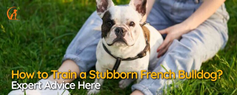 How to Train a Stubborn French Bulldog? Expert Advice Here