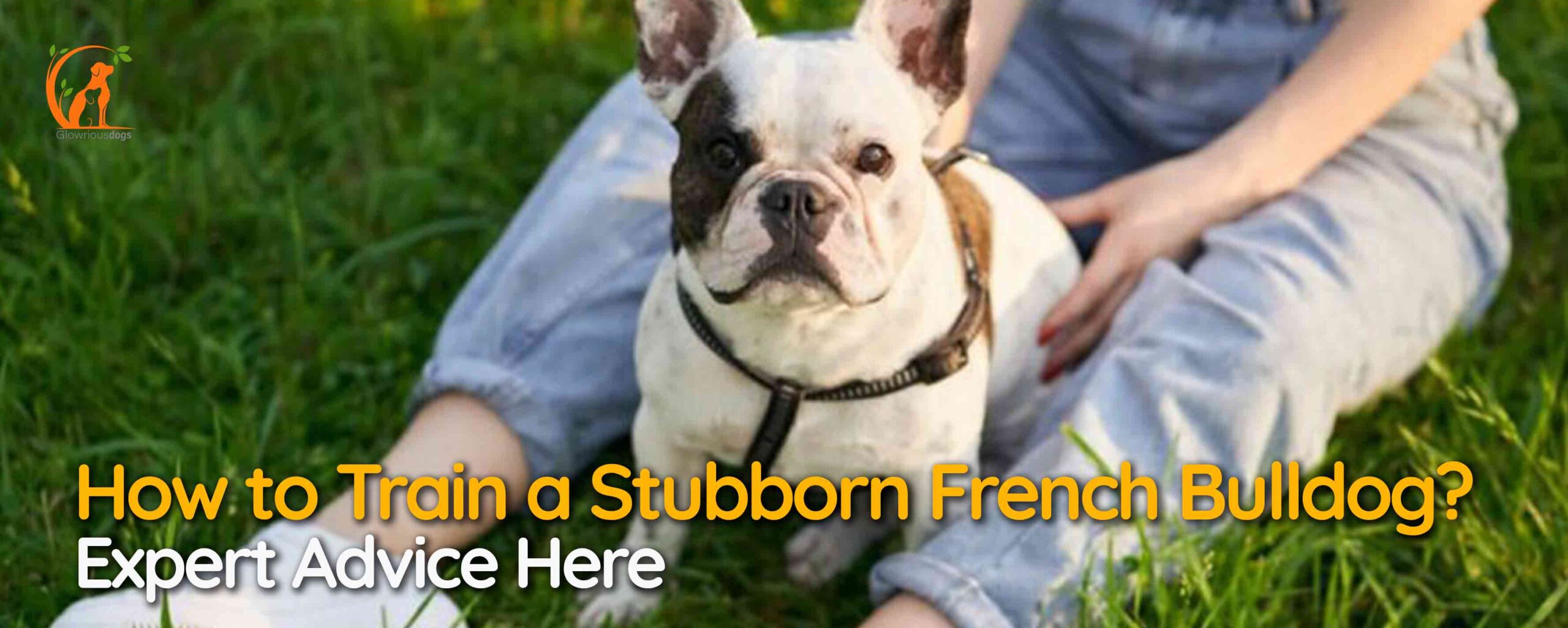 How to Train a Stubborn French Bulldog? Expert Advice Here