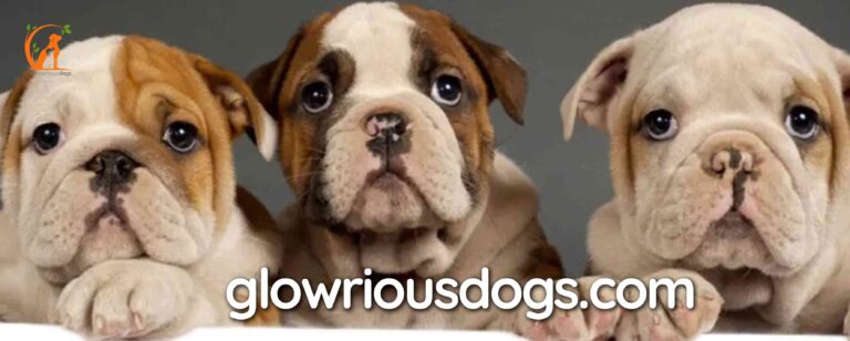 What is Digital Bulldogs: Your Ultimate Marketing Solution