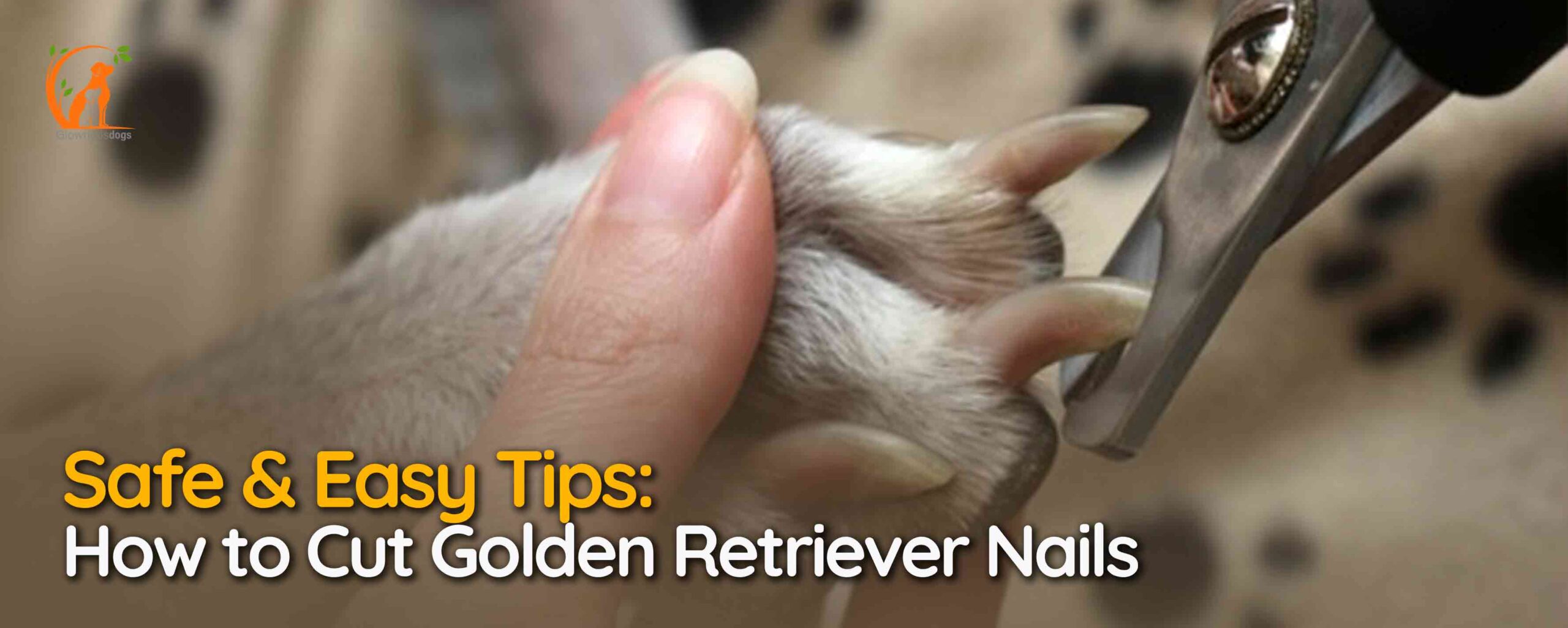 Golden Retriever Nails