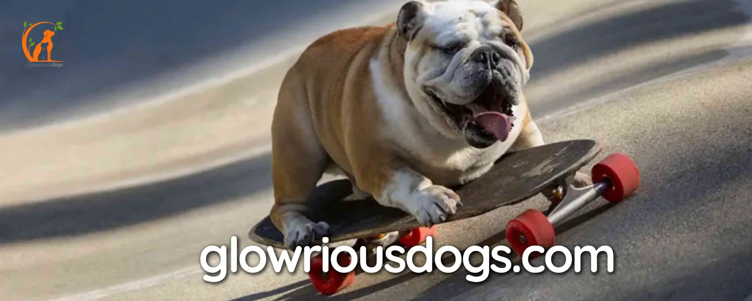 Discovering the Enigma: Why Do Bulldogs Skateboard?