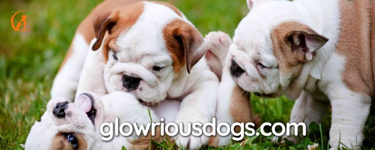 How Many Pups Do English Bulldogs Have? | Litter Size Explained