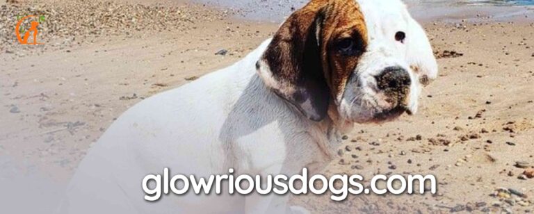 Basset Hound French Bulldog Mix: Unveiling Distinctive Characteristics