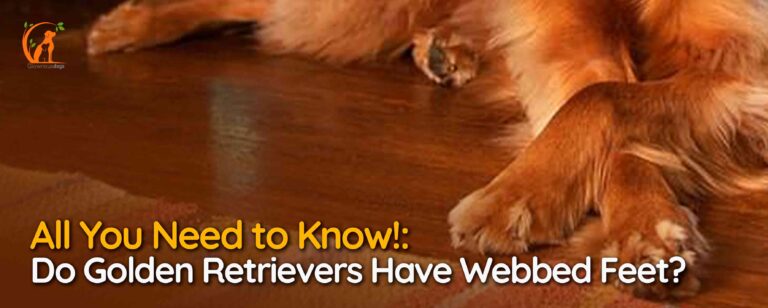 Do Golden Retrievers Have Webbed Feet