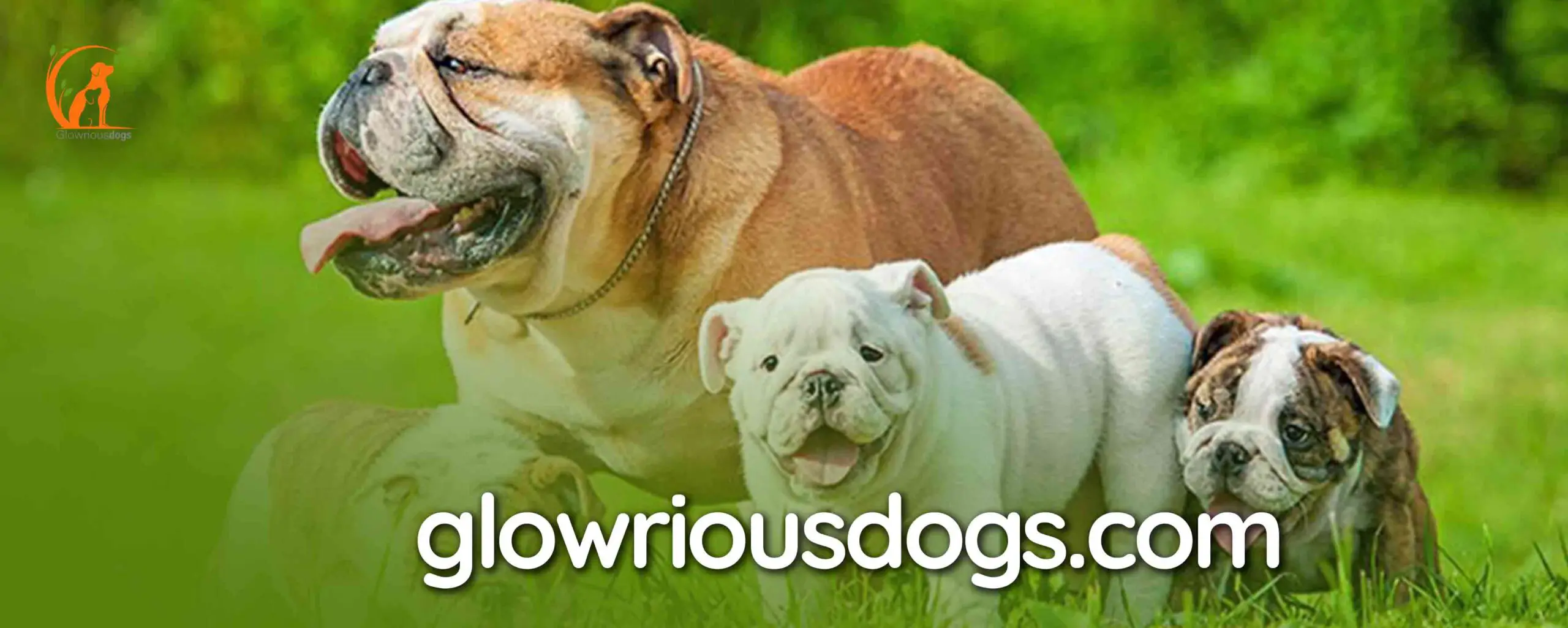 How Many Puppies Can a Bulldog Have: Understanding Canine Litter Variations