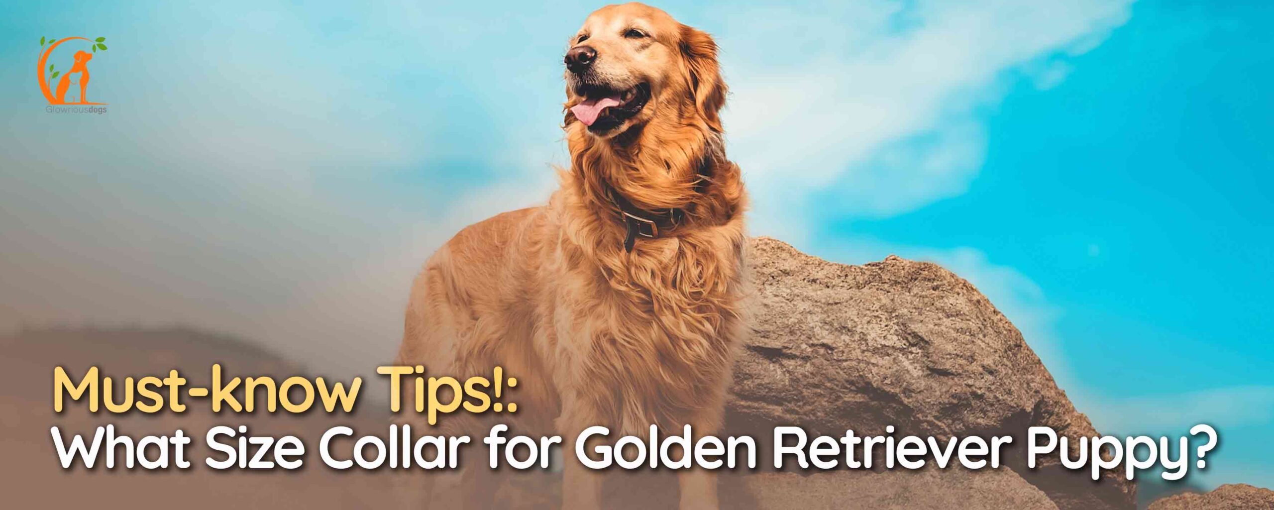 What Size Collar for Golden Retriever Puppy