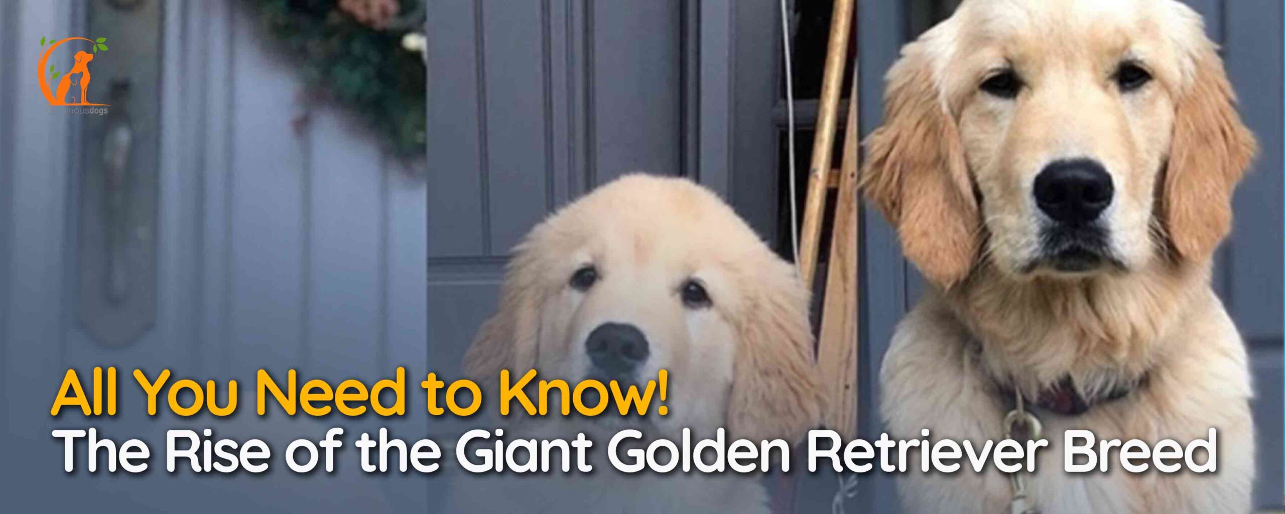 Giant Golden Retriever Breed