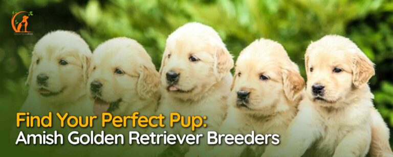 Amish Golden Retriever Breeders