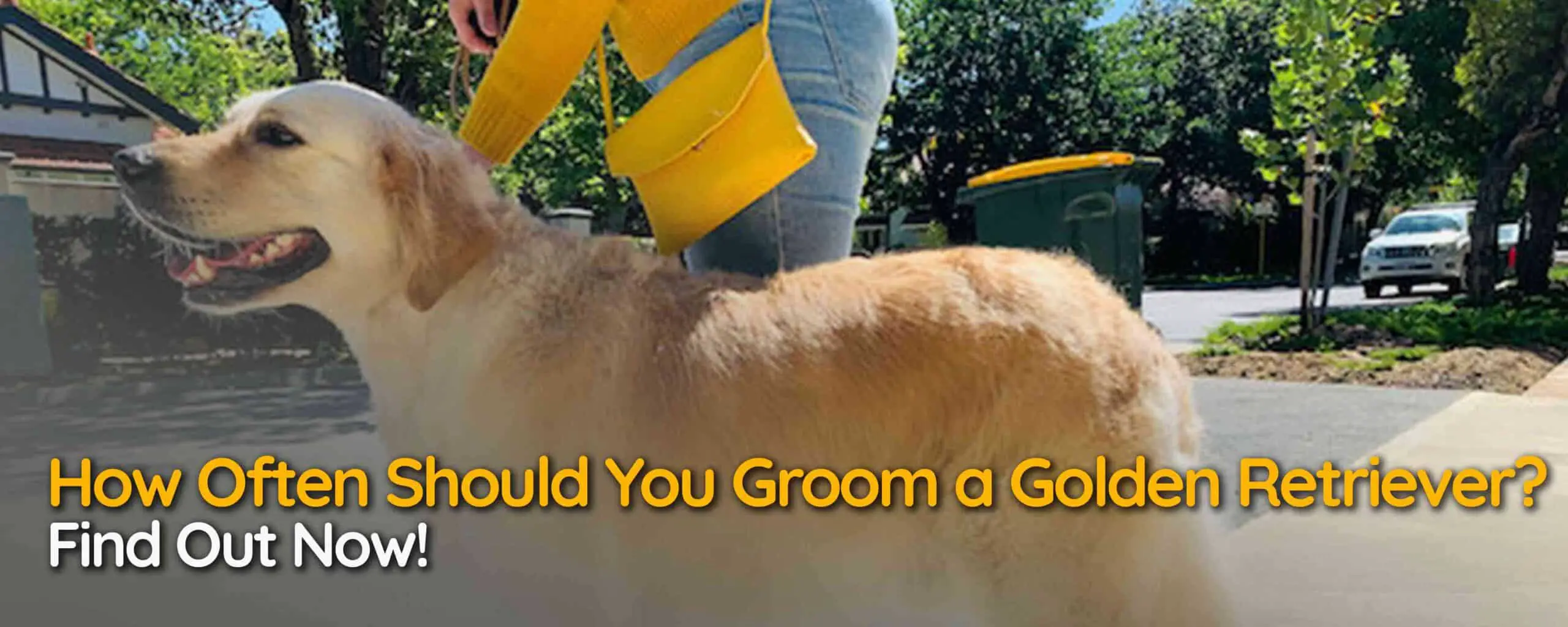 How Often Should You Groom a Golden Retriever? Find Out Now!