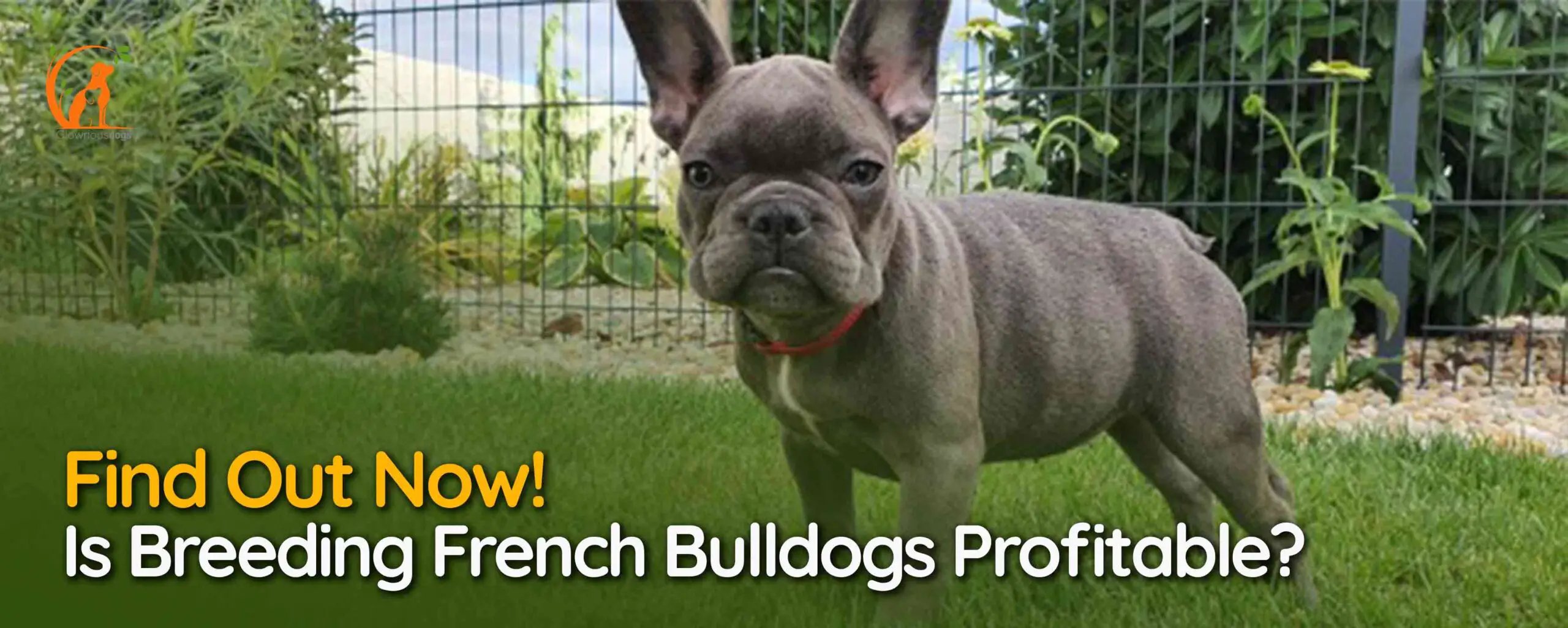 Is Breeding French Bulldogs Profitable