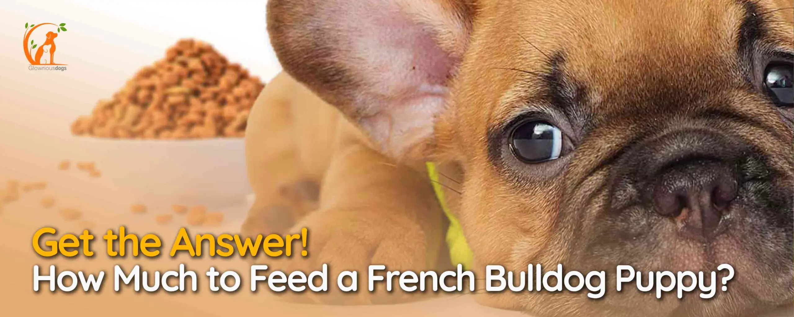 How Much to Feed a French Bulldog Puppy