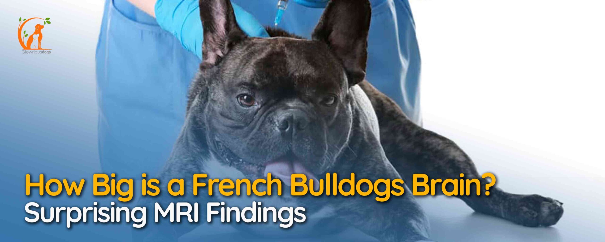How Big is a French Bulldogs Brain