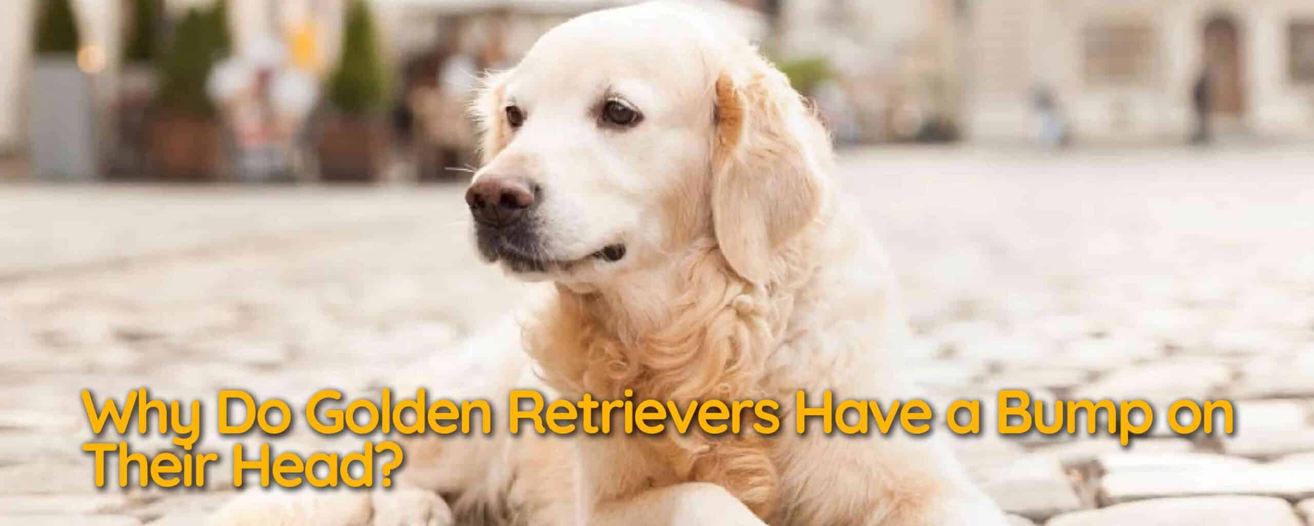 Why Do Golden Retrievers Have a Bump on Their Head?
