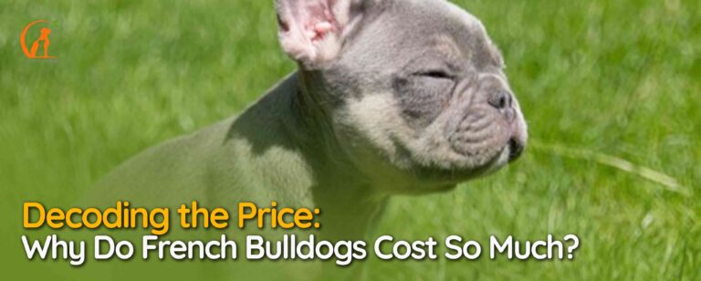 Why Do French Bulldogs Cost So Much
