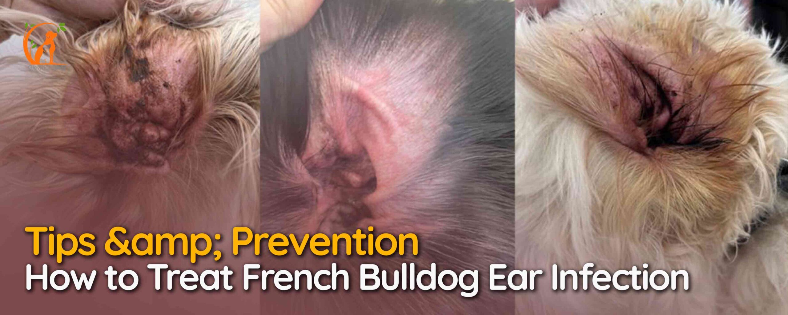 How to Treat French Bulldog Ear Infection