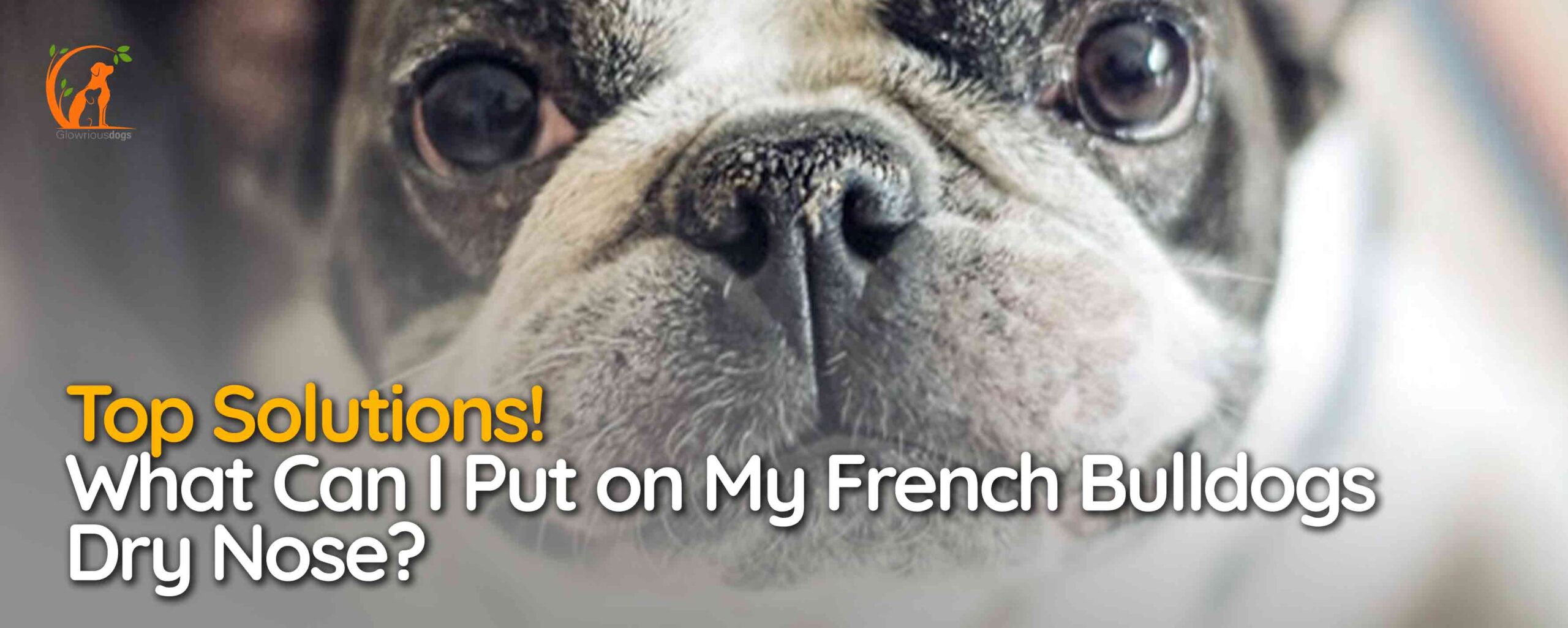 What Can I Put on My French Bulldogs Dry Nose