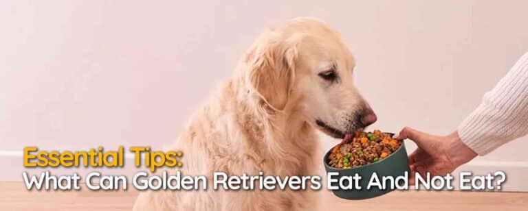 Essential Tips: What Can Golden Retrievers Eat And Not Eat?