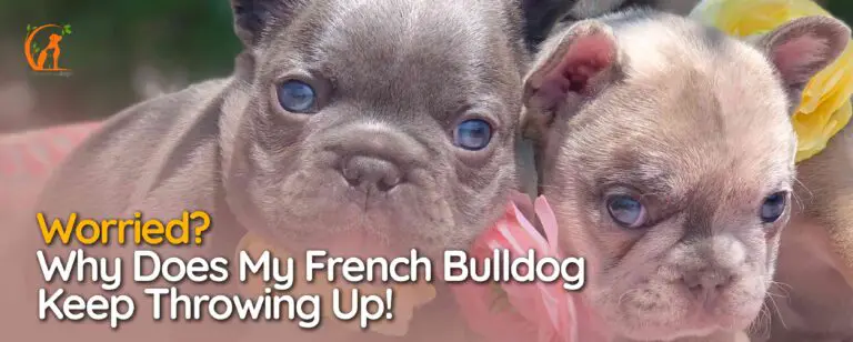 Why Does My French Bulldog Keep Throwing Up