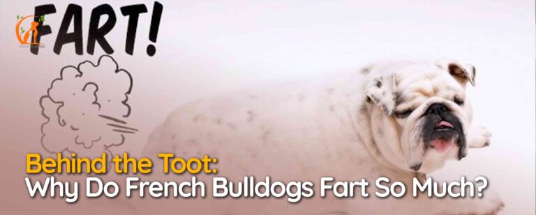 Why Do French Bulldogs Fart So Much