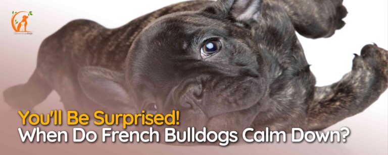 When Do French Bulldogs Calm Down