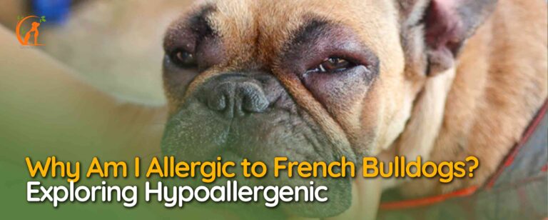 Why Am I Allergic to French Bulldogs