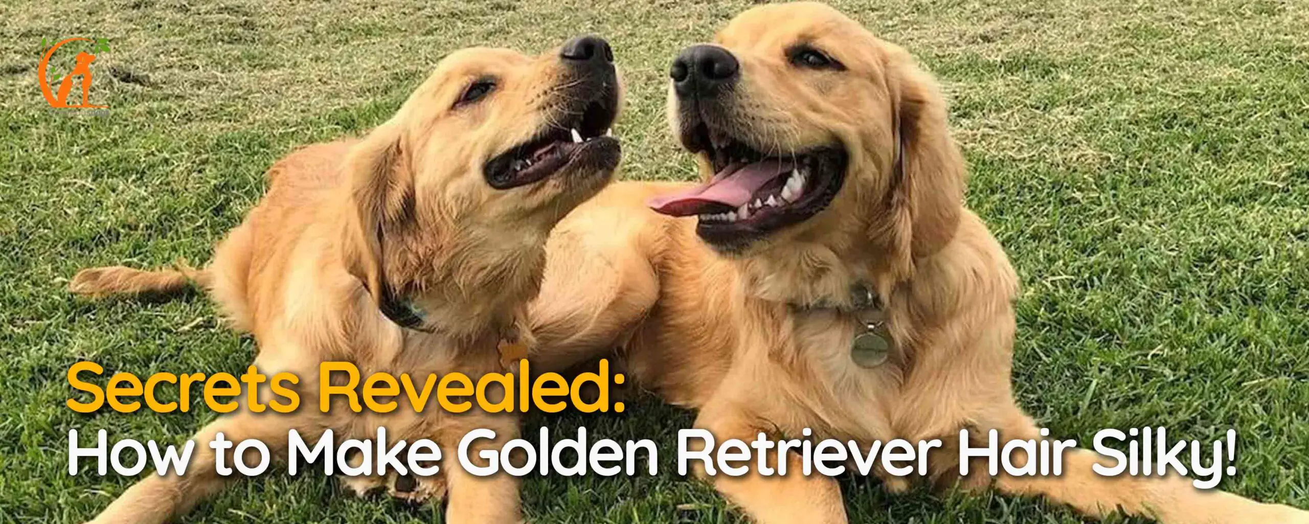 Secrets Revealed: How to Make Golden Retriever Hair Silky!