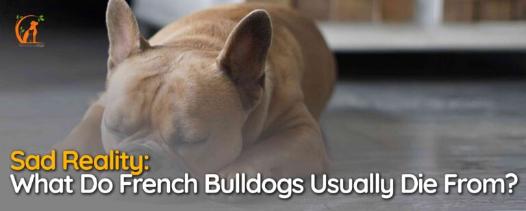 What Do French Bulldogs Usually Die from