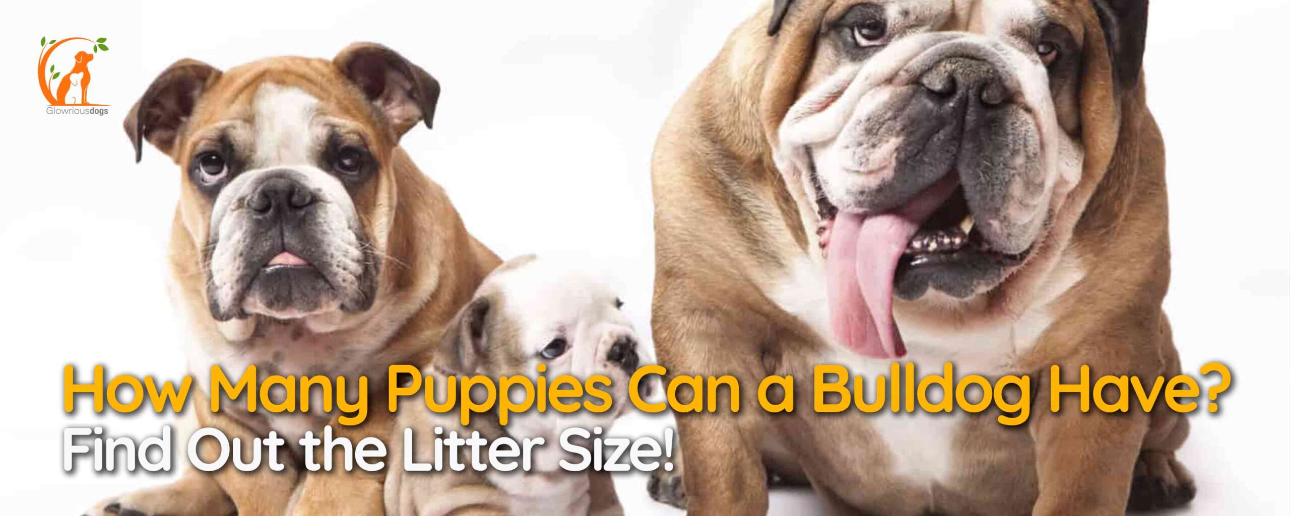 How Many Puppies Can a Bulldog Have? Find Out the Litter Size!