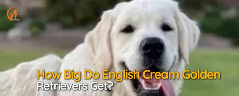 How Big Do English Cream Golden Retrievers Get?