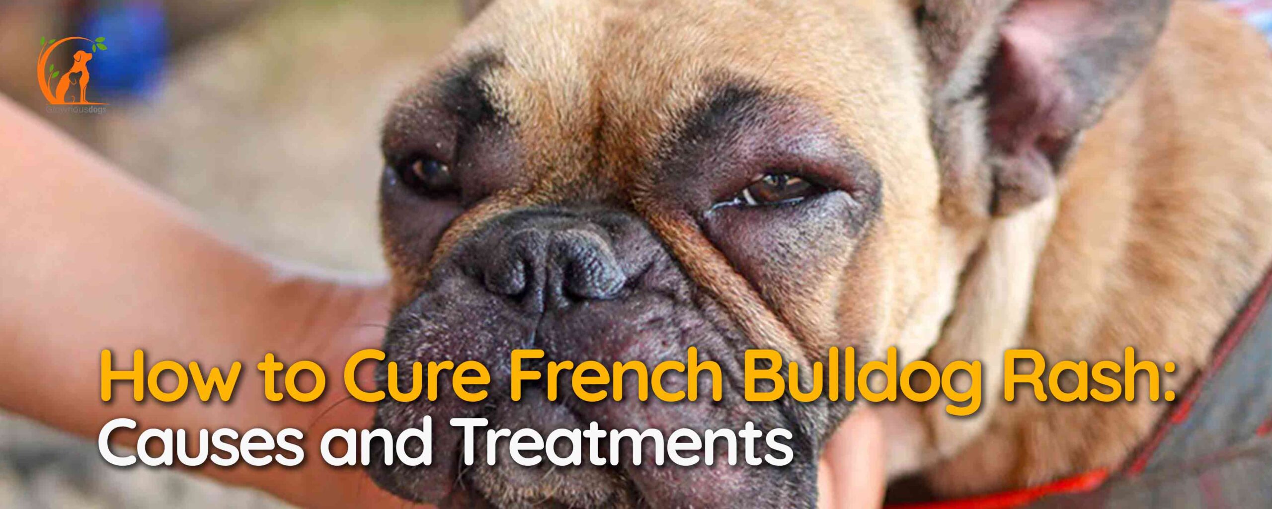 How to Cure French Bulldog Rash: Causes and Treatments