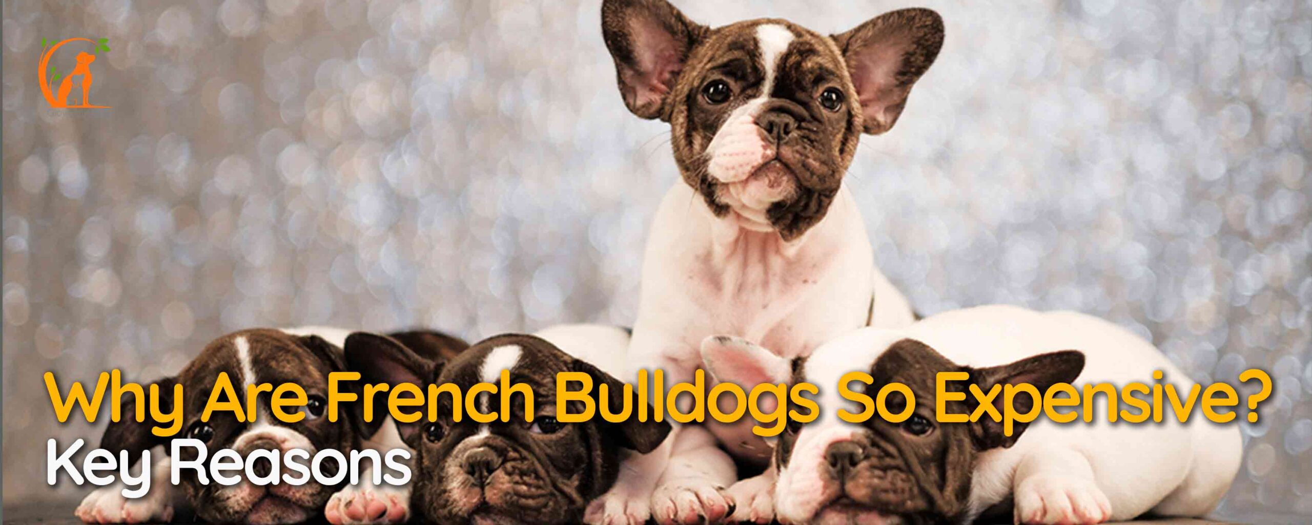 Why Are French Bulldogs So Expensive? Key Reasons