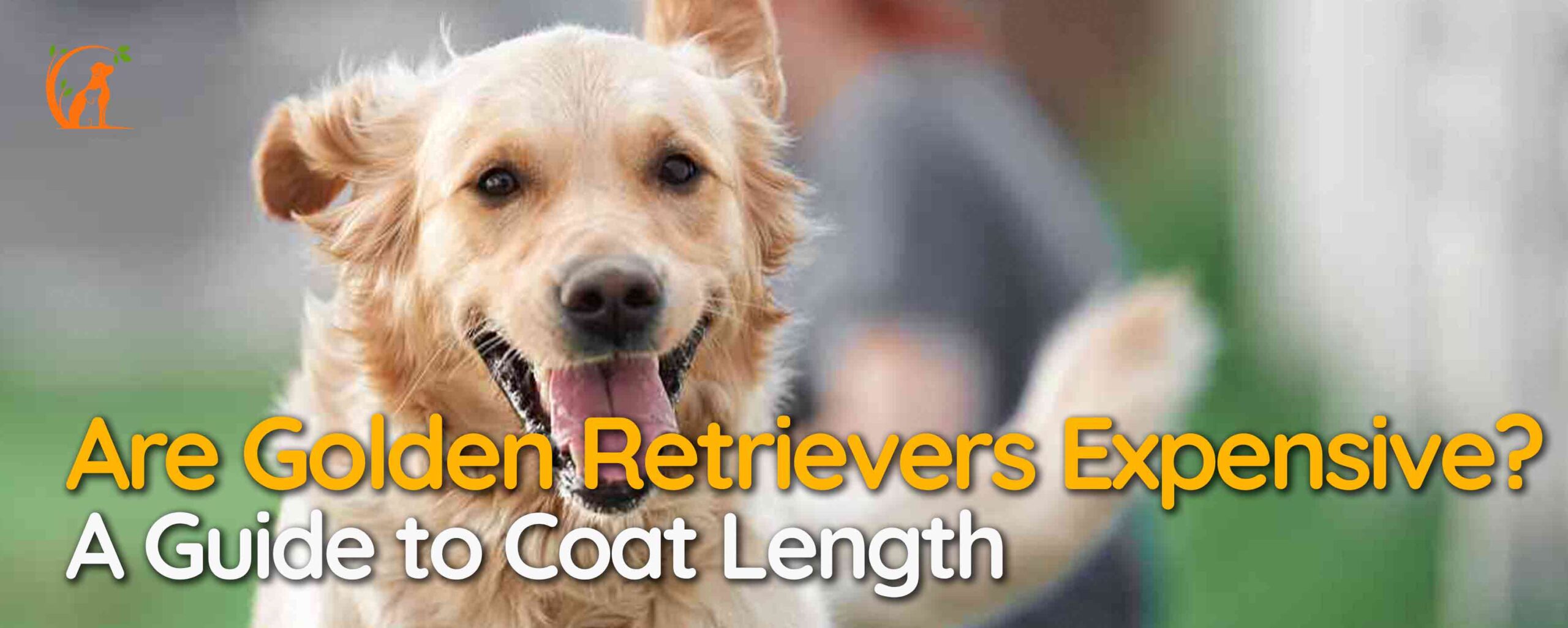 Are Golden Retrievers Expensive? 2023 Price & Care Guide