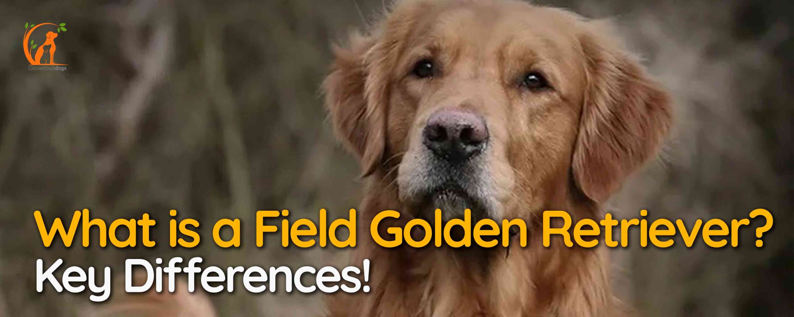 What is a Field Golden Retriever? Key Differences!